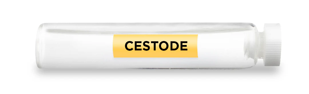 CESTODE -Vial