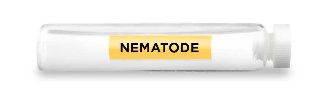 NEMATODE -Vial