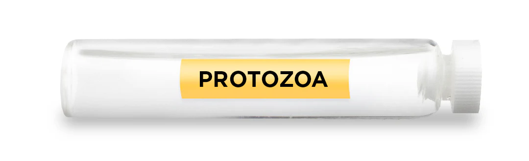 PROTOZOA -Vial