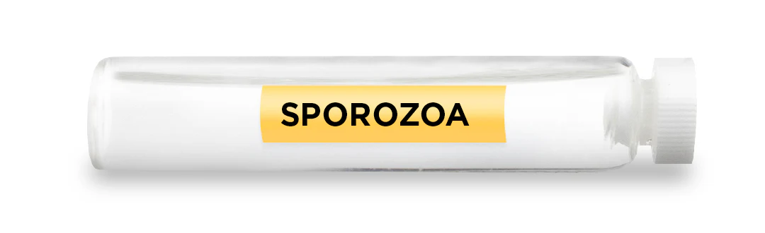 SPOROZOA -Vial