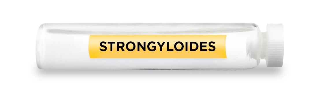 STRONGYLOIDES -Vial