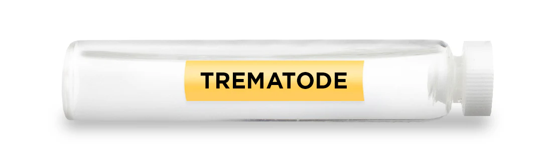 TREMATODE -Vial